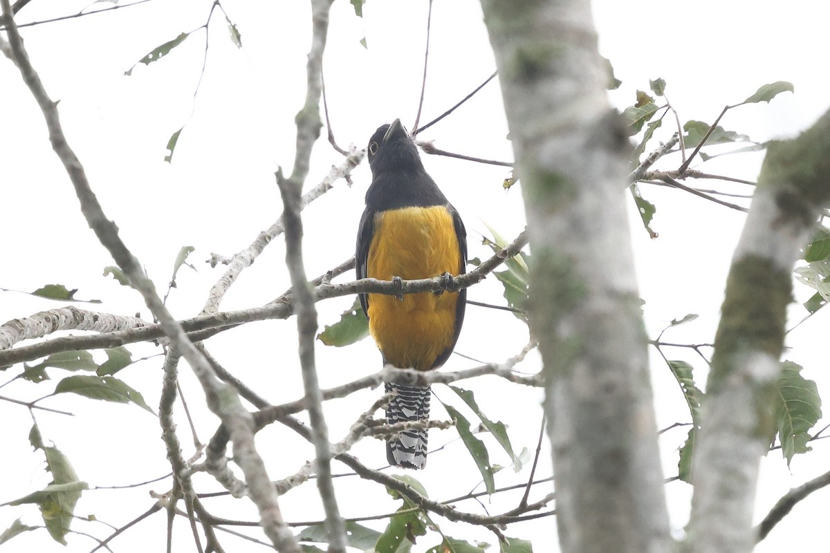 Gartered Violaceous Trogon - ML646080725