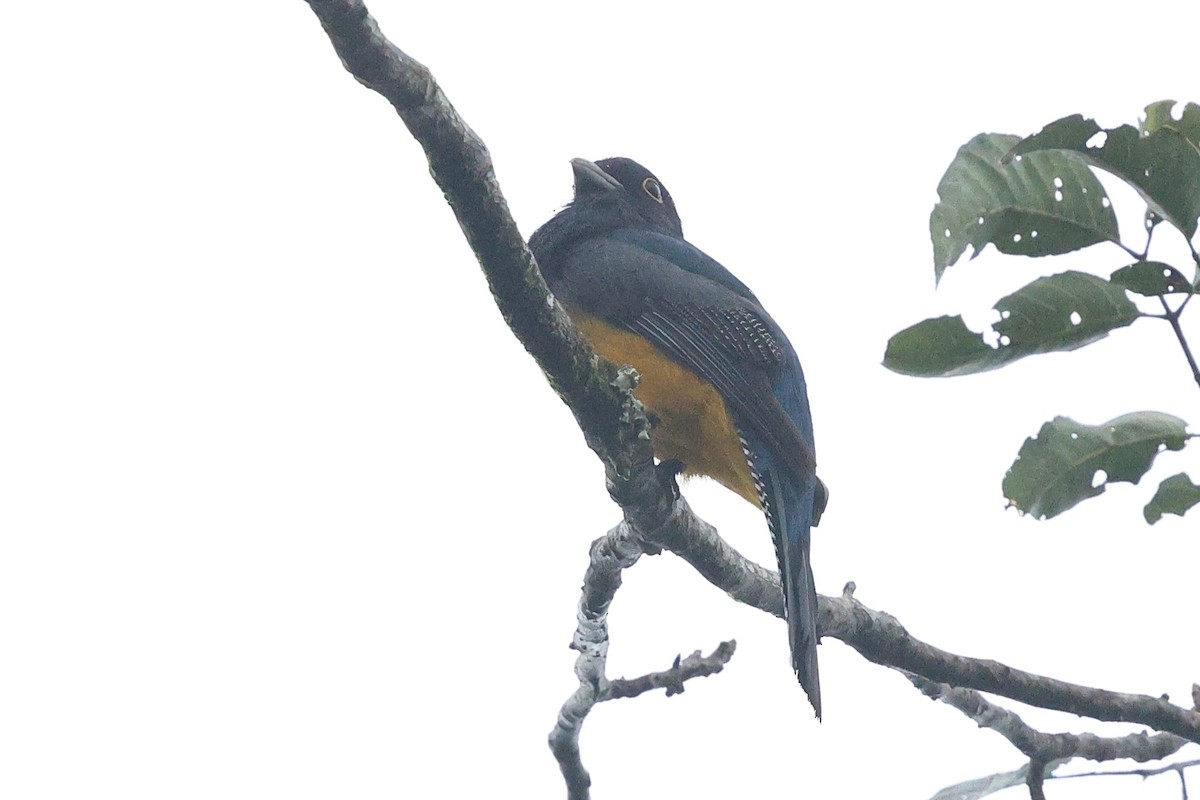 Gartered Violaceous Trogon - ML646080726