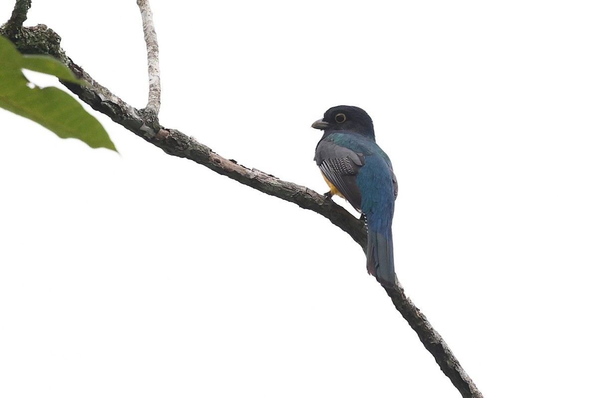 Gartered Violaceous Trogon - ML646080727