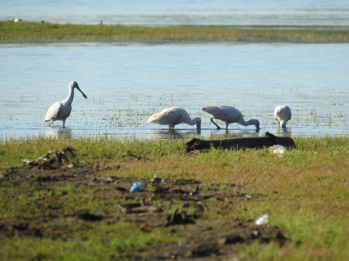 Косар рожевий - ML646080728