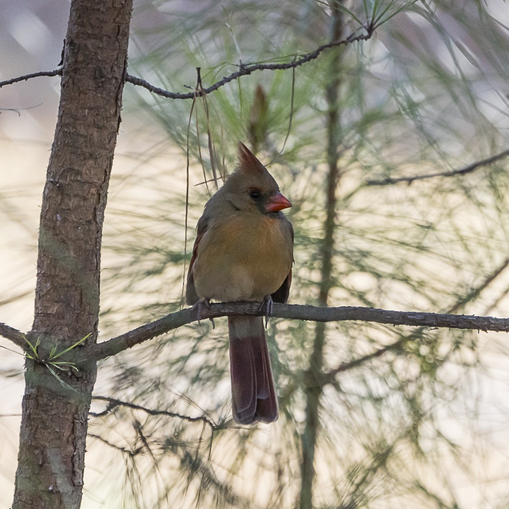 Northern Cardinal - ML646080736