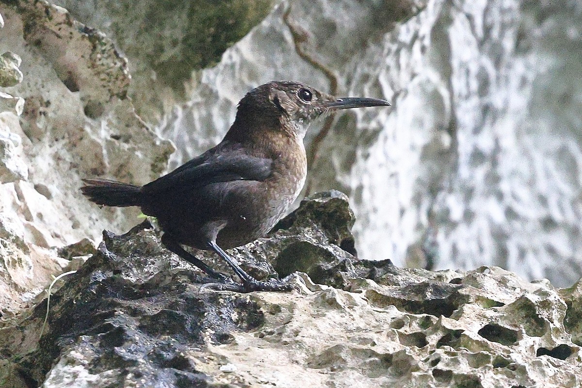Nava's Wren - ML646080739