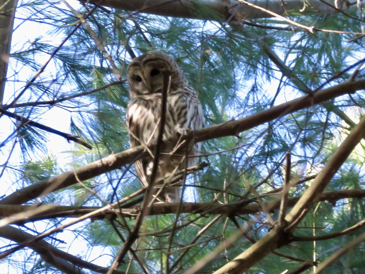 Barred Owl - ML646080741