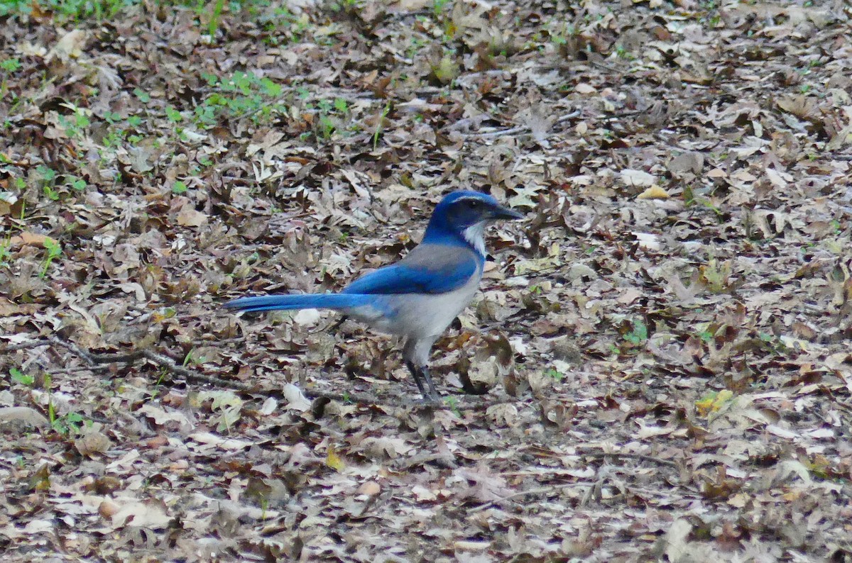 California Scrub-Jay - ML646080744
