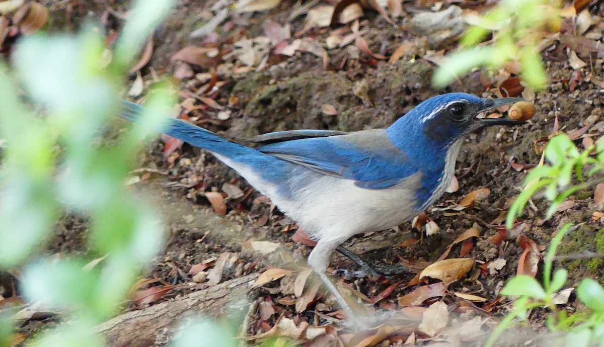 California Scrub-Jay - ML646080745