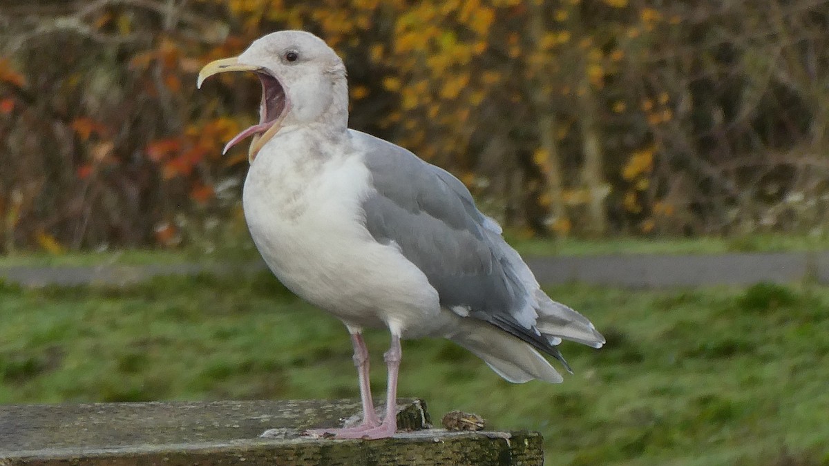 Glaucous-winged Gull - ML646080746