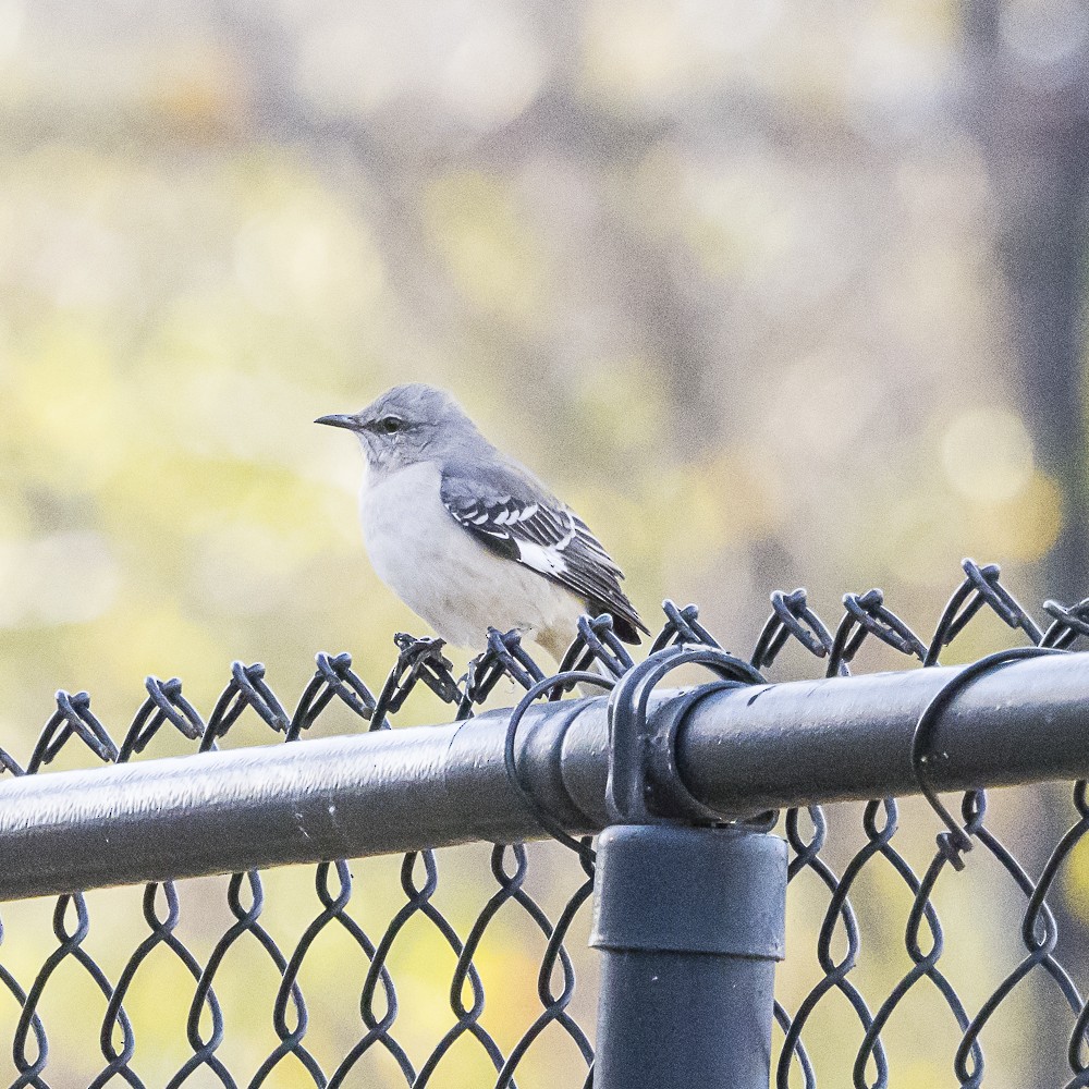 Northern Mockingbird - ML646080748