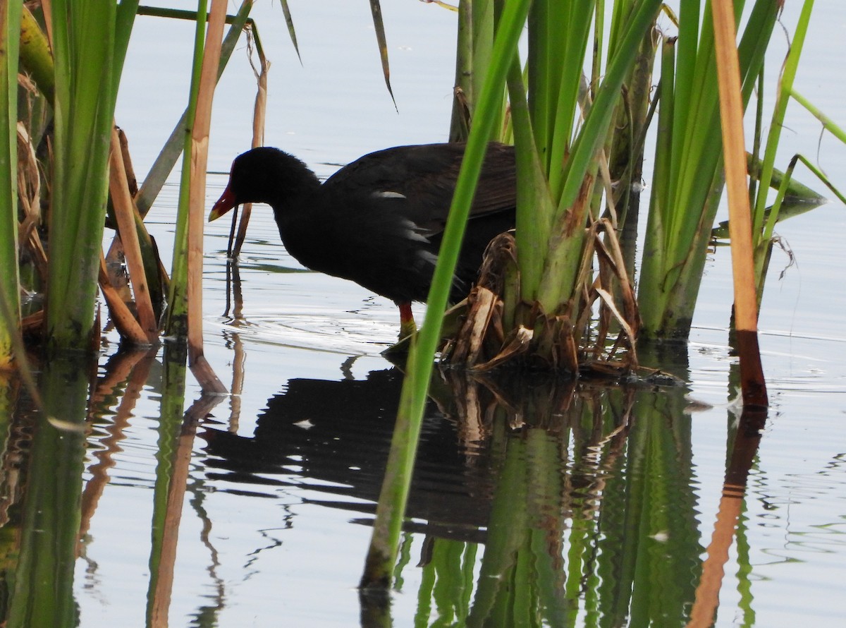 Gallinule d'Amérique - ML646080750