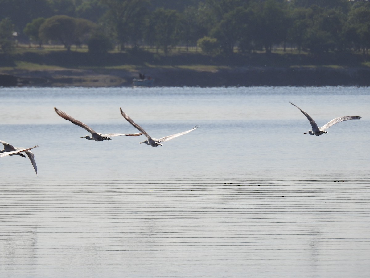 Косар рожевий - ML646080752
