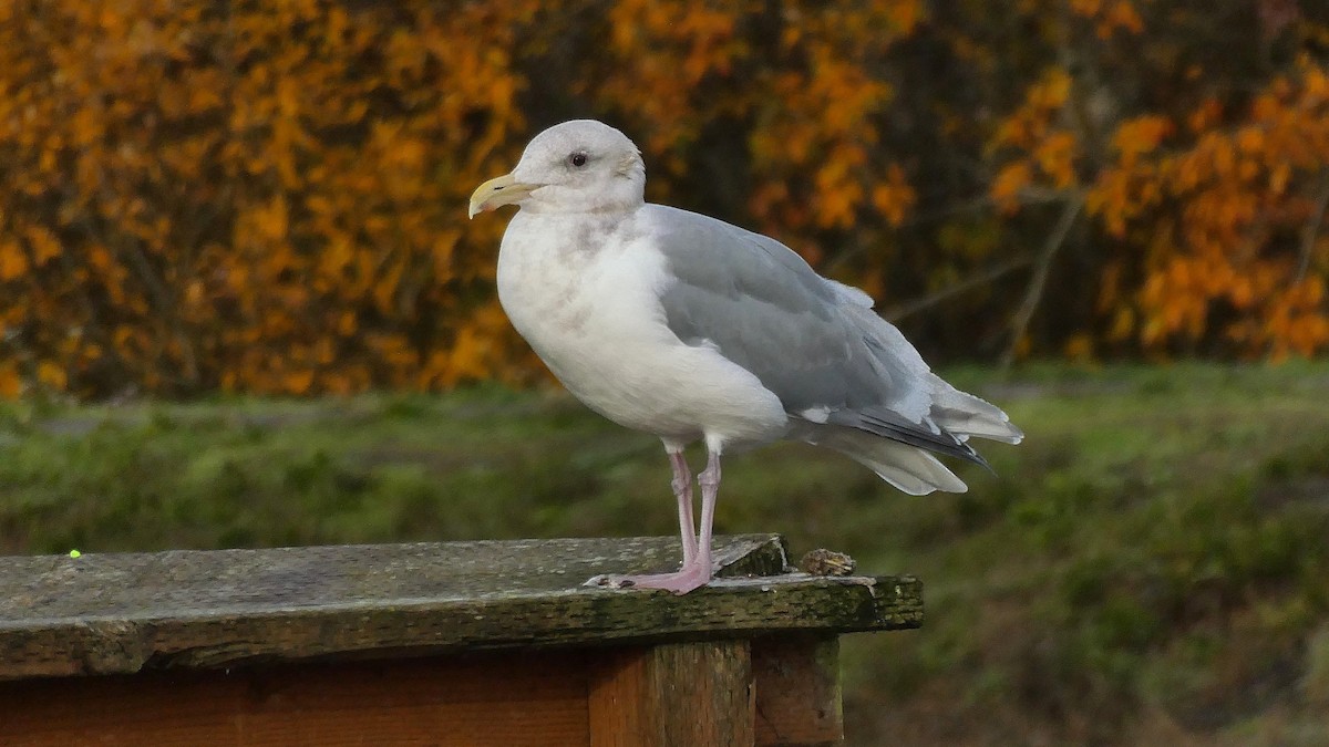 Glaucous-winged Gull - ML646080754
