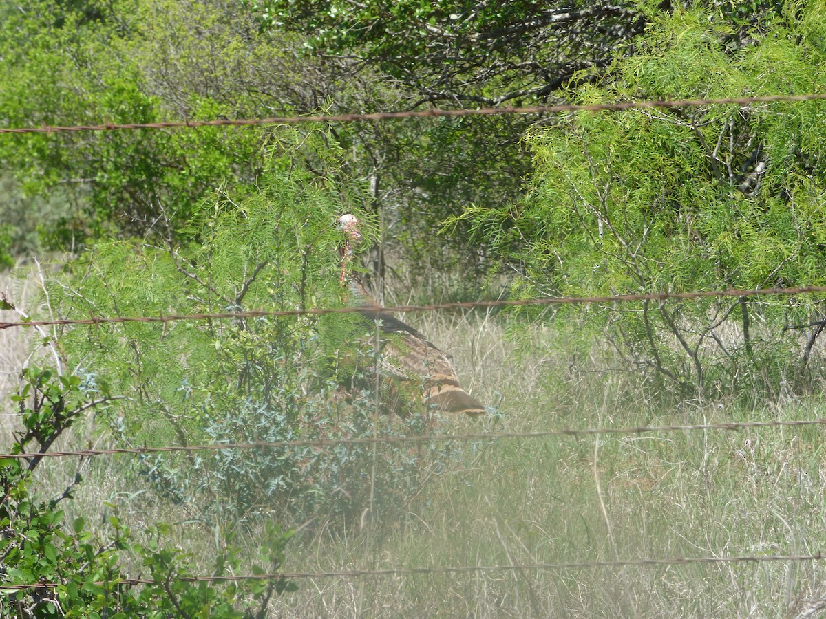 Wild Turkey - ML646080755