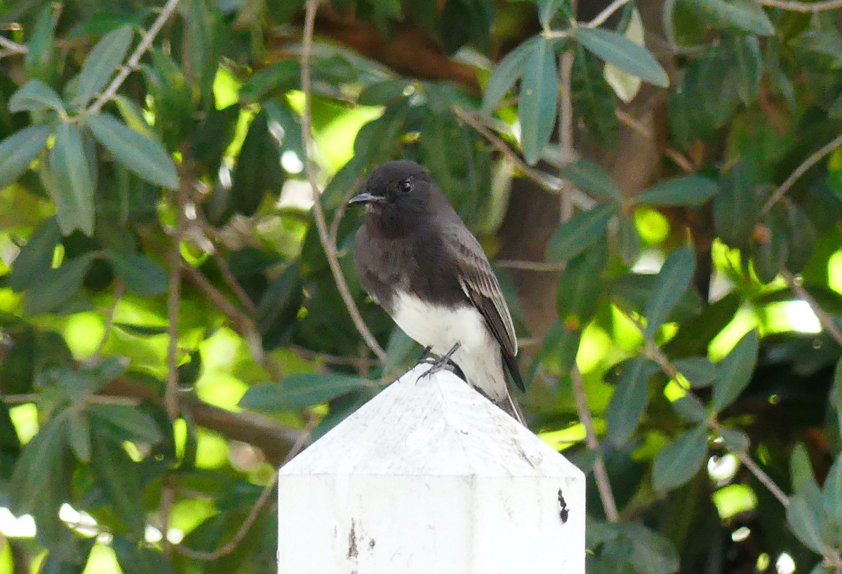 Black Phoebe - ML646080759
