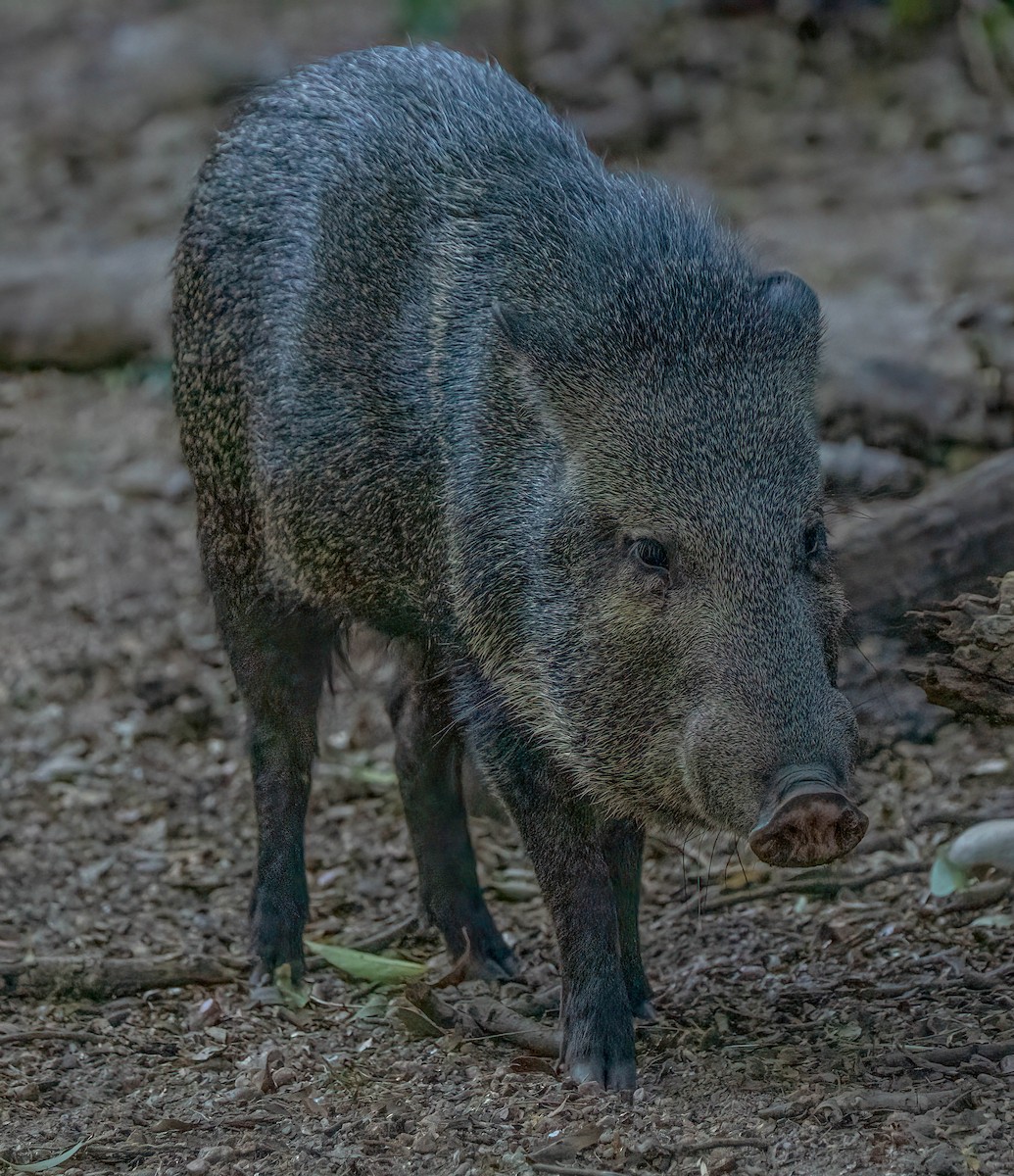 Collared Peccary - ML646080766