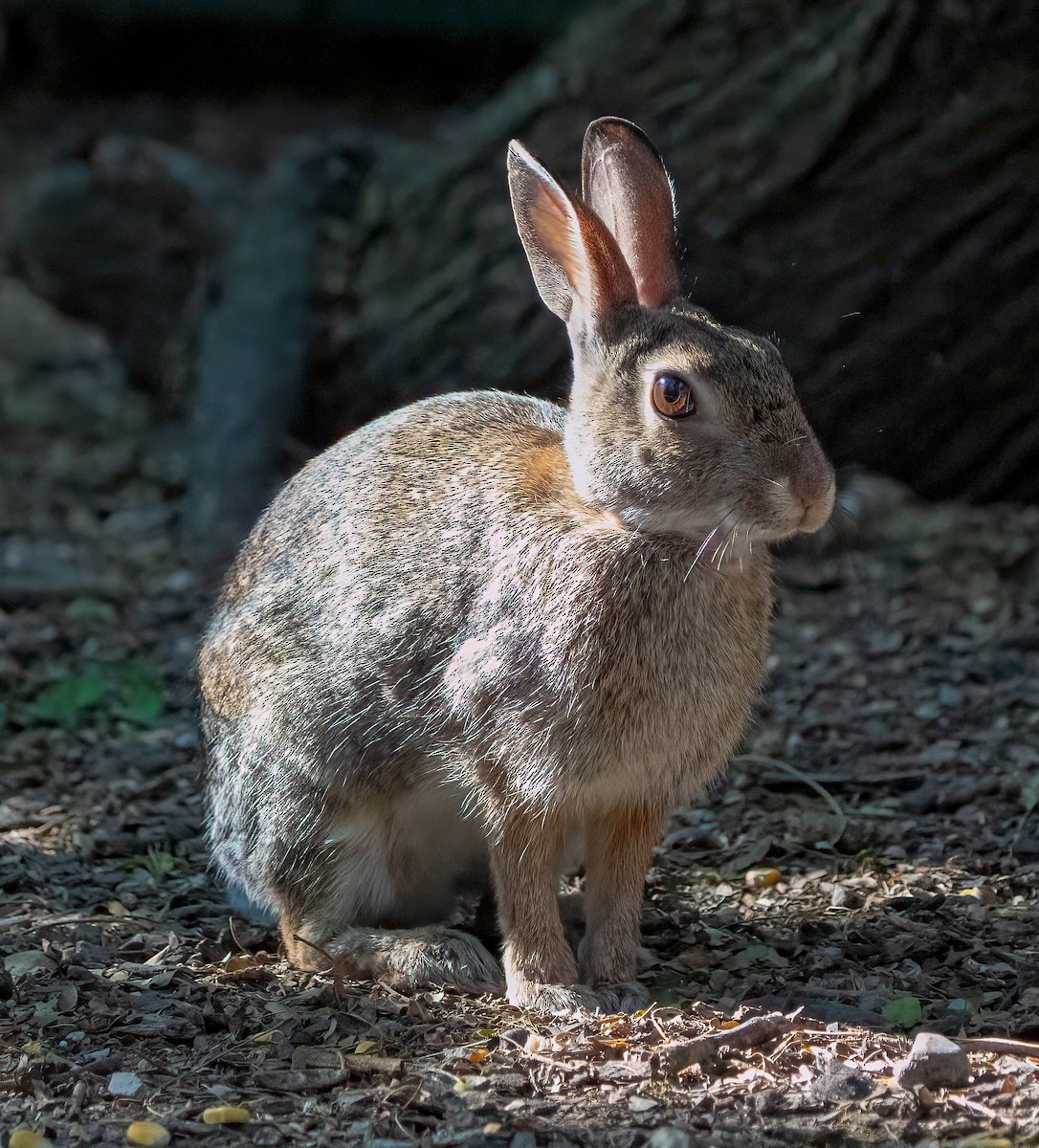 Eastern Cottontail - ML646080767