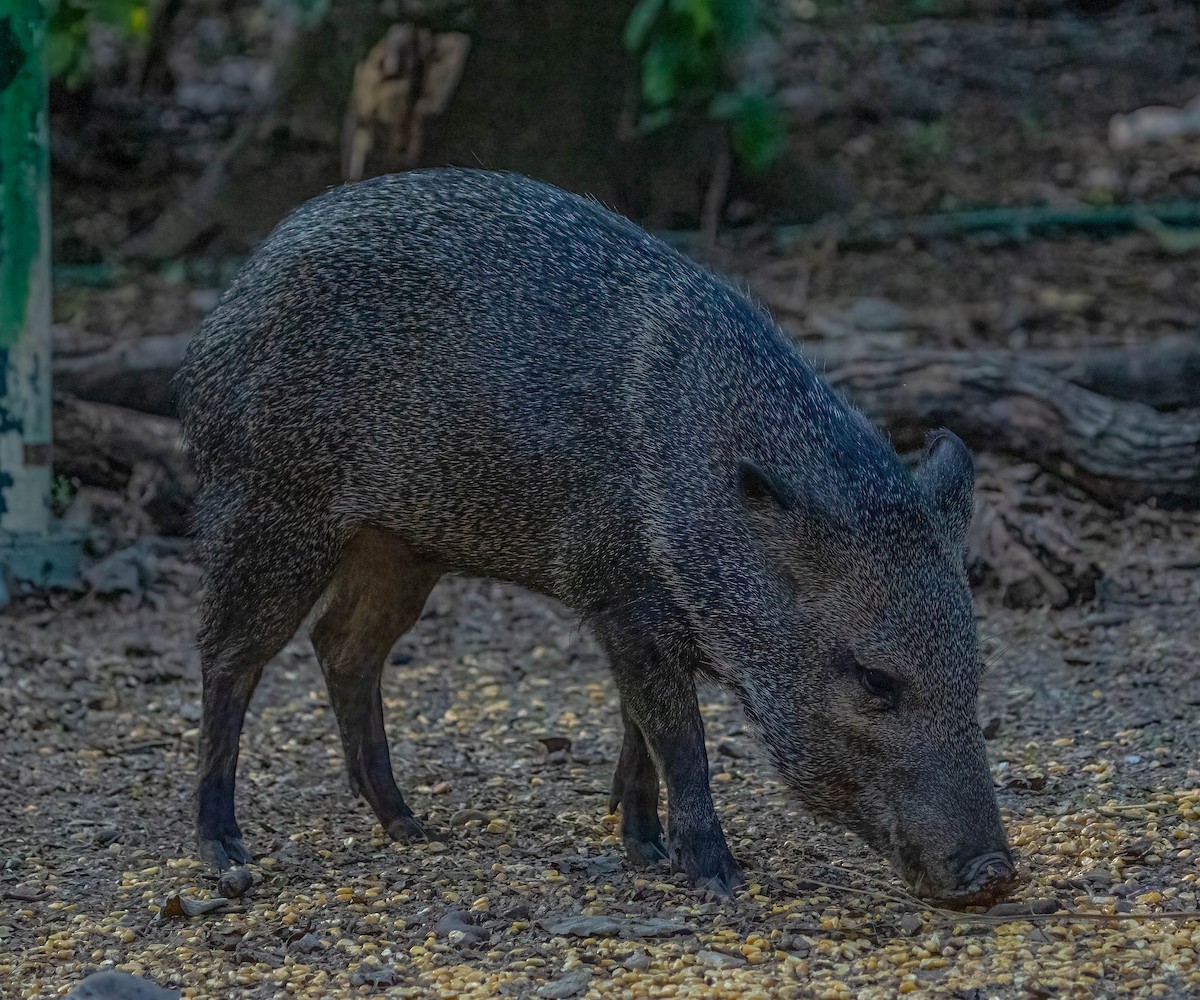 Collared Peccary - ML646080768