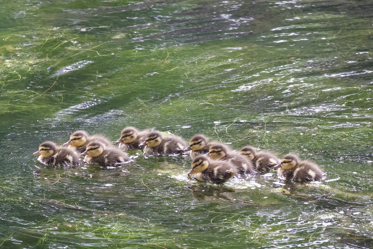 Mallard - ML646080774