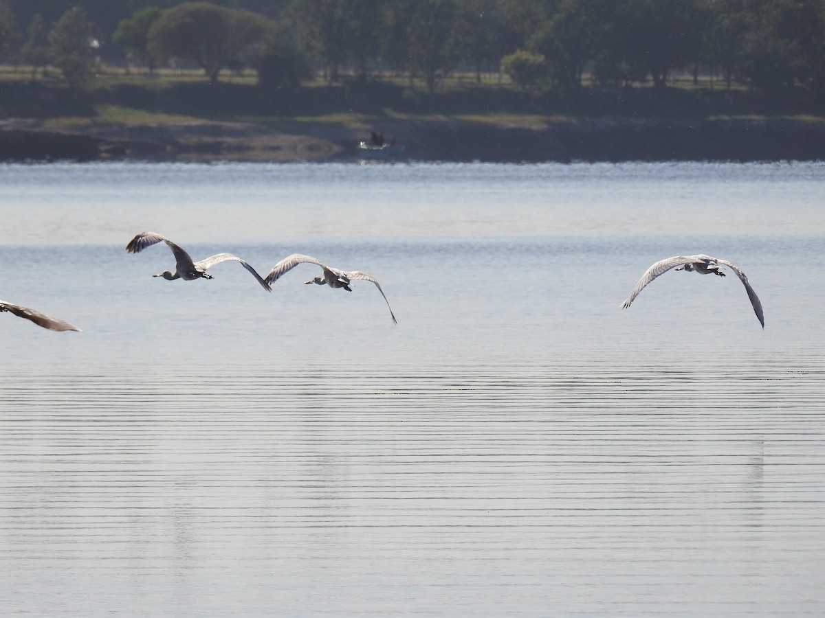 Косар рожевий - ML646080776