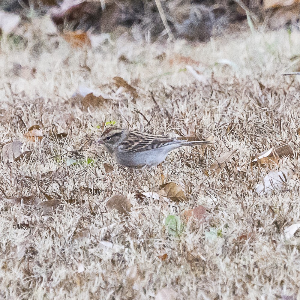 Chipping Sparrow - ML646080779