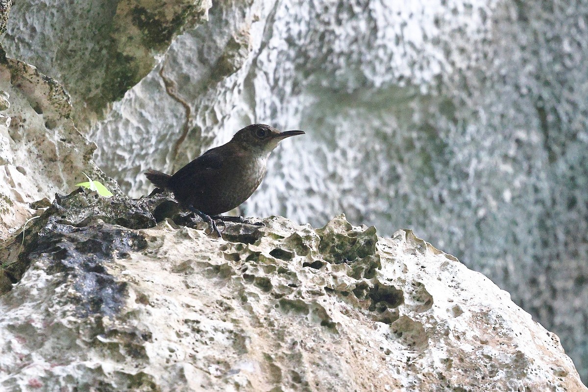 Nava's Wren - ML646080788