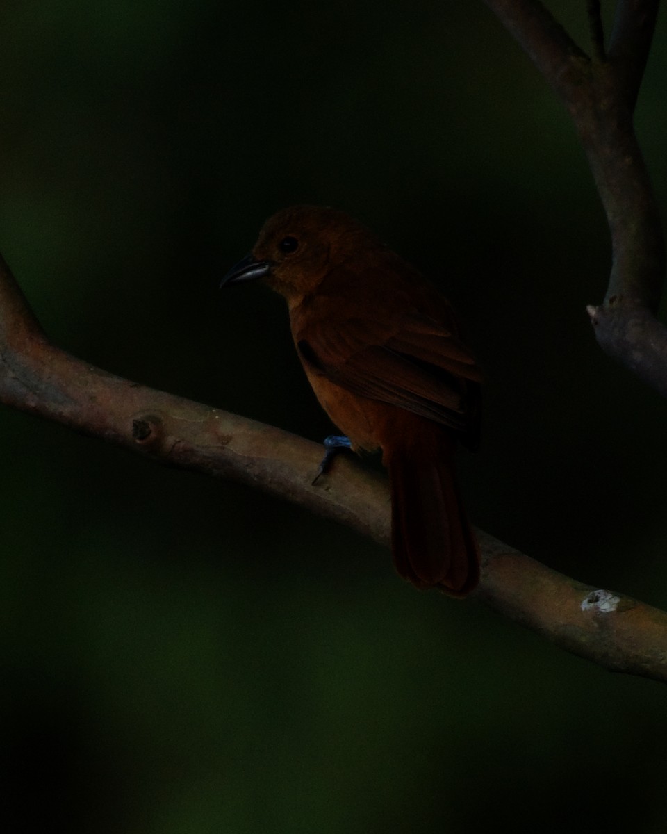 White-lined Tanager - ML646080794