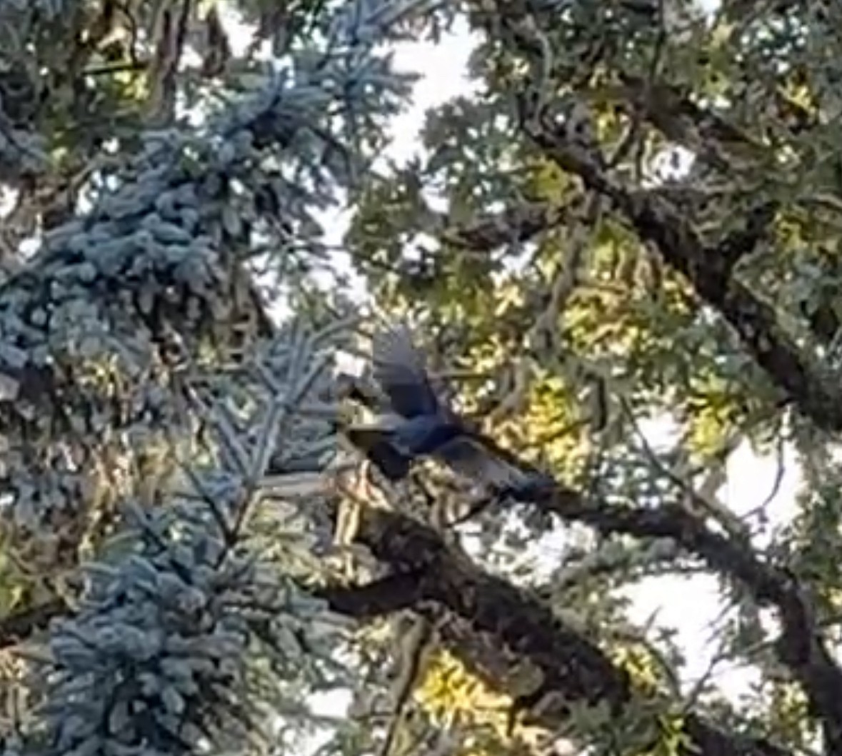 Steller's Jay - ML646080795