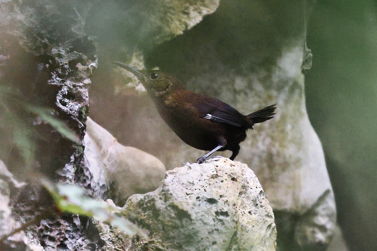 Nava's Wren - ML646080798