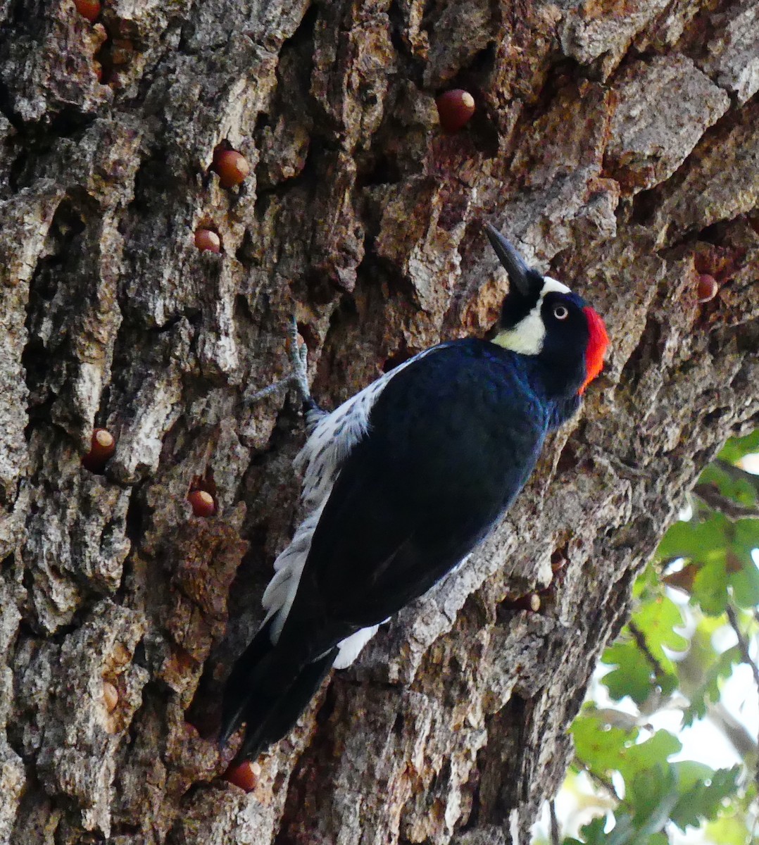 Acorn Woodpecker - ML646080800