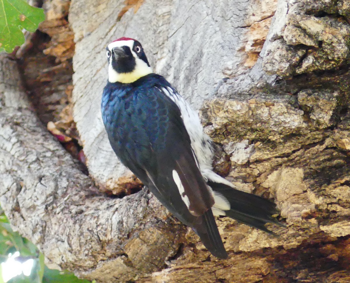 Acorn Woodpecker - ML646080801