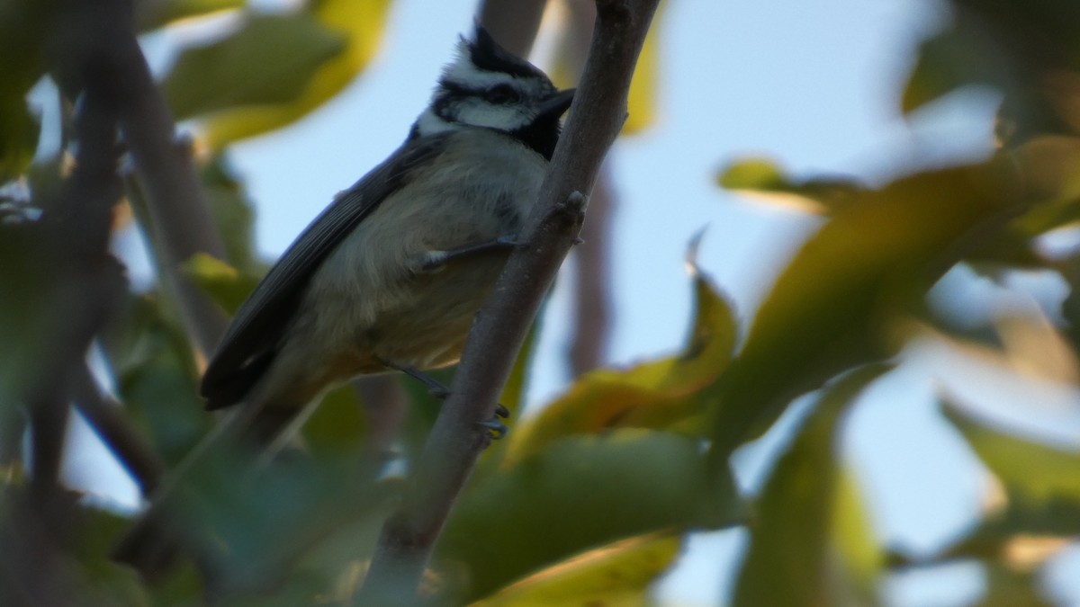Bridled Titmouse - ML646080803