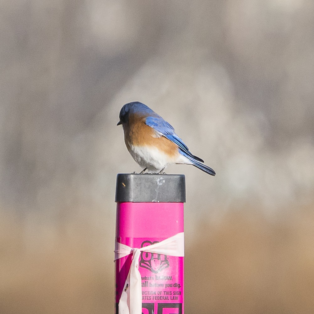 Eastern Bluebird - ML646080807