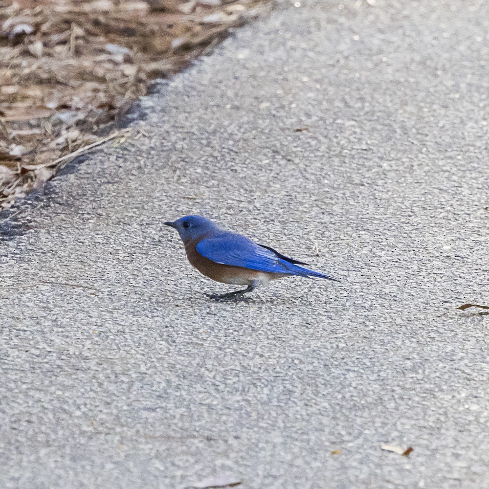 Eastern Bluebird - ML646080808
