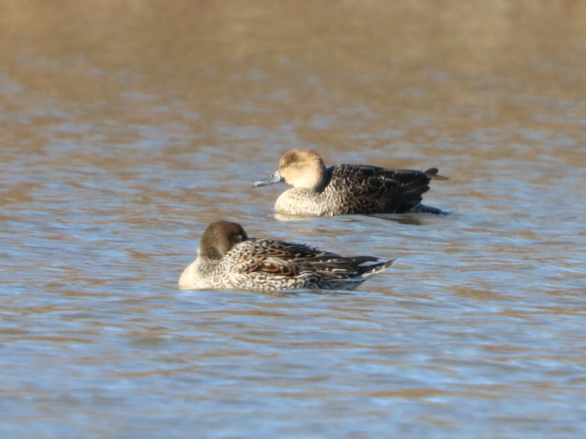 Серая утка - ML646080811