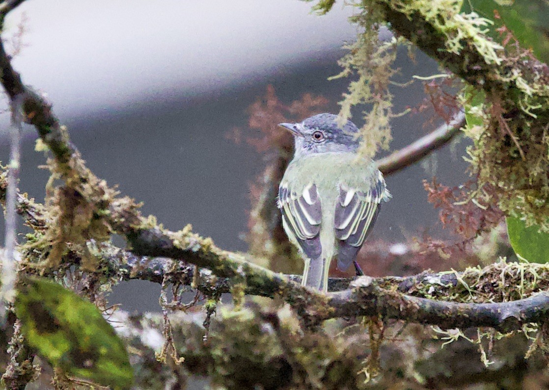 Sooty-headed Tyrannulet - ML646080814