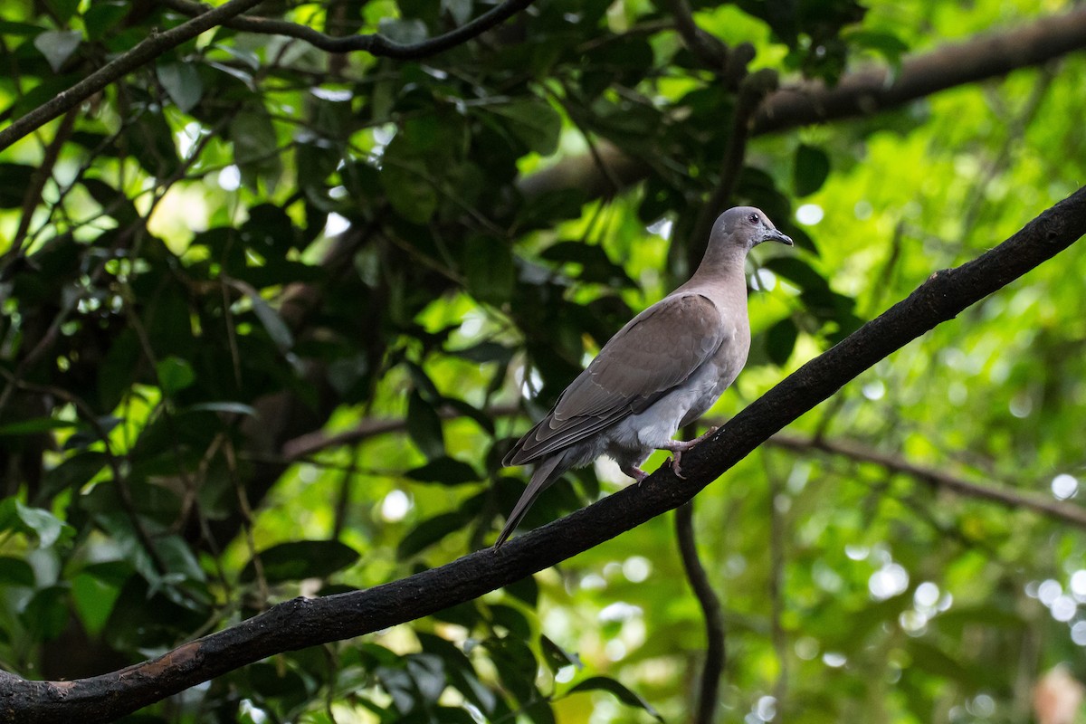 Paloma Colorada - ML646080815