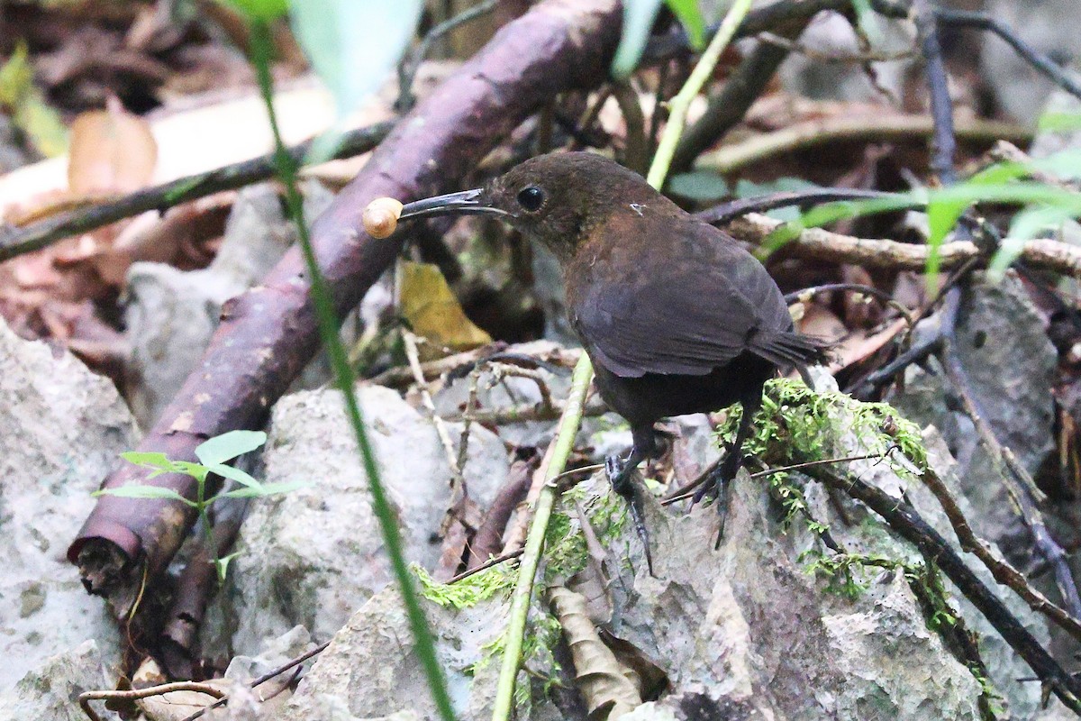 Nava's Wren - ML646080822