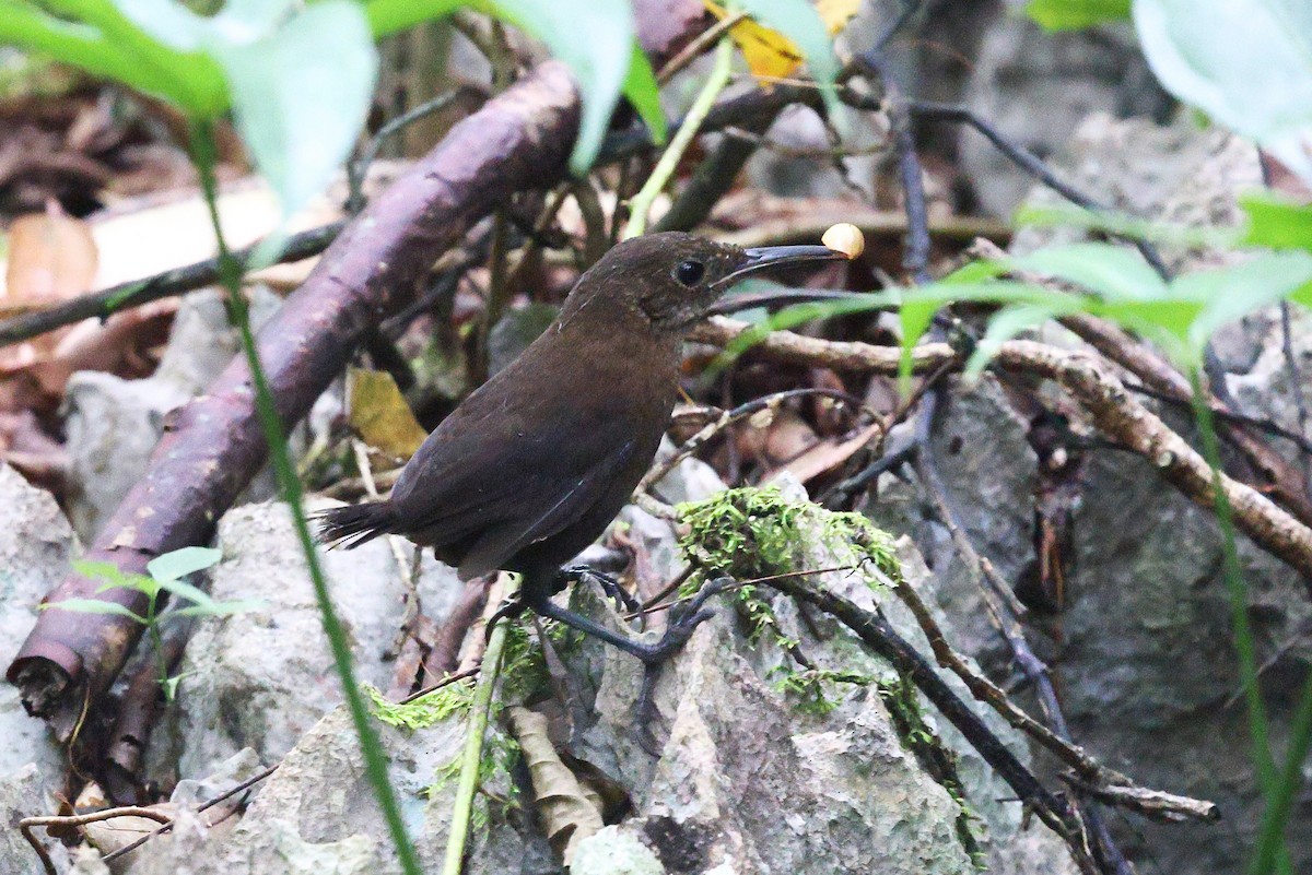 Nava's Wren - ML646080823