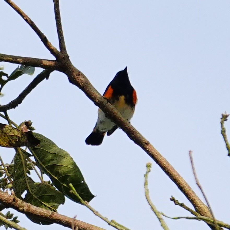 סבכון חכלילי - ML646080825