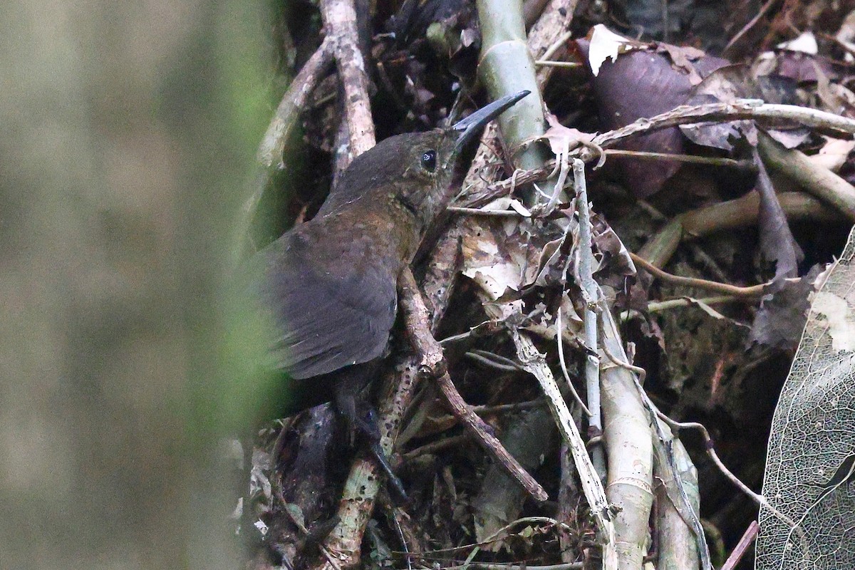 Nava's Wren - ML646080826