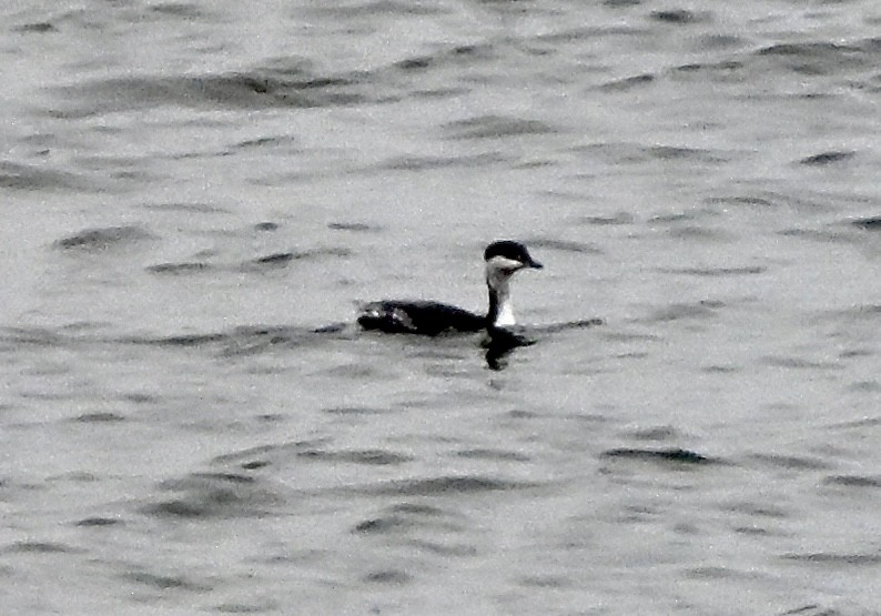 Horned Grebe - ML646080832