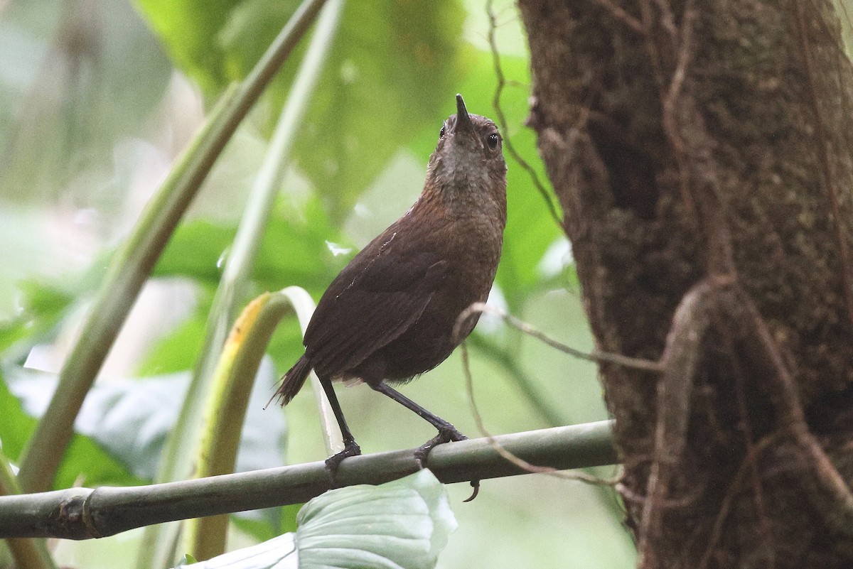 Nava's Wren - ML646080834