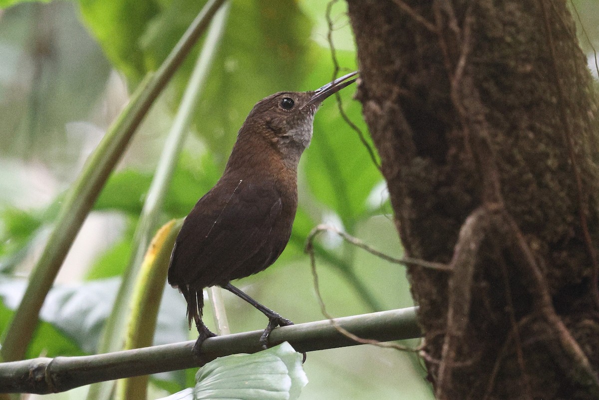 Nava's Wren - ML646080835