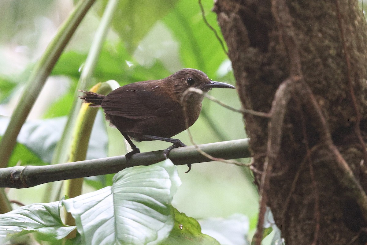 Nava's Wren - ML646080836