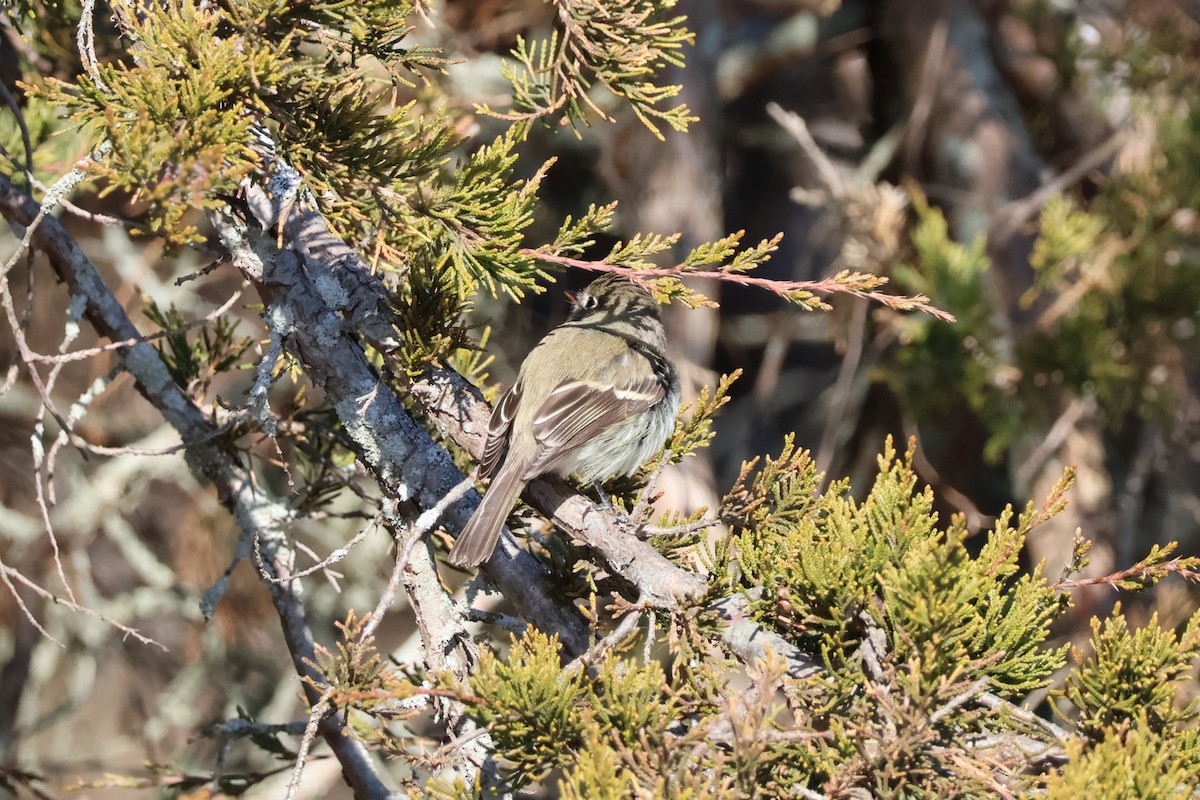 Least Flycatcher - ML646080843