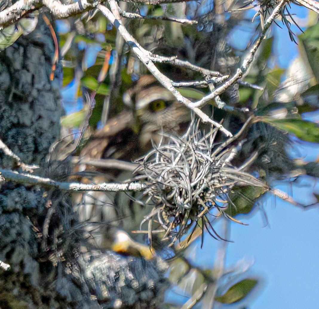 Ferruginous Pygmy-Owl - ML646080844