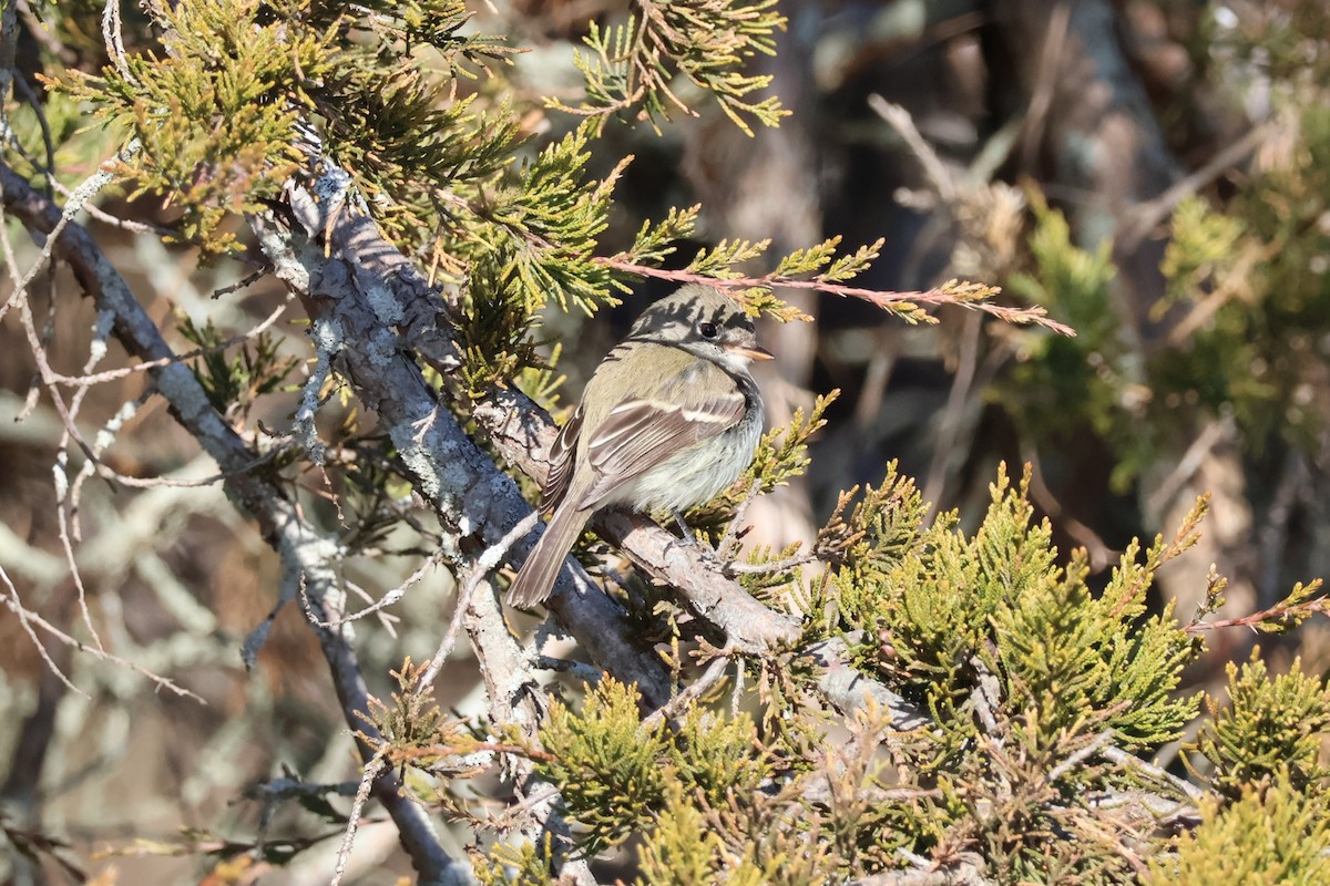 Least Flycatcher - ML646080845
