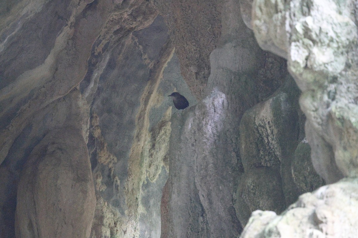 Nava's Wren - ML646080853