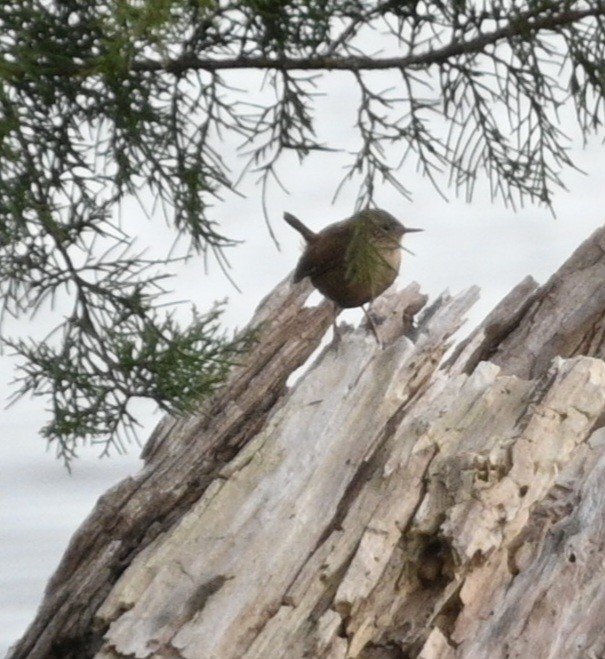 Winter Wren - ML646080858
