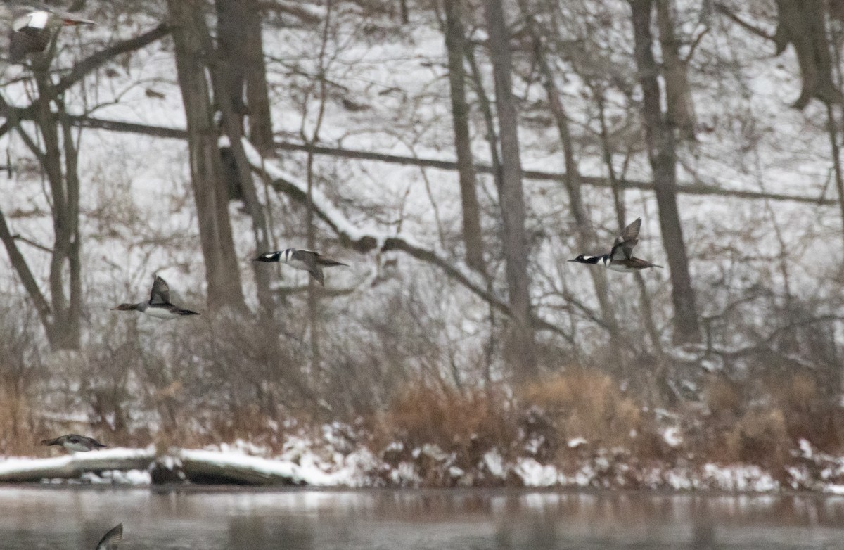 Hooded Merganser - ML646080863