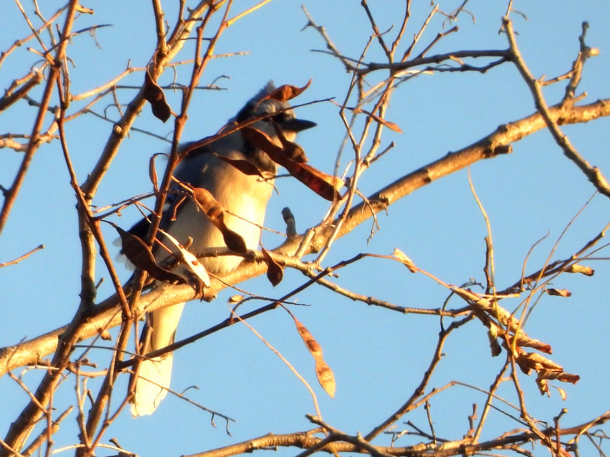 Сизойка блакитна - ML646080867