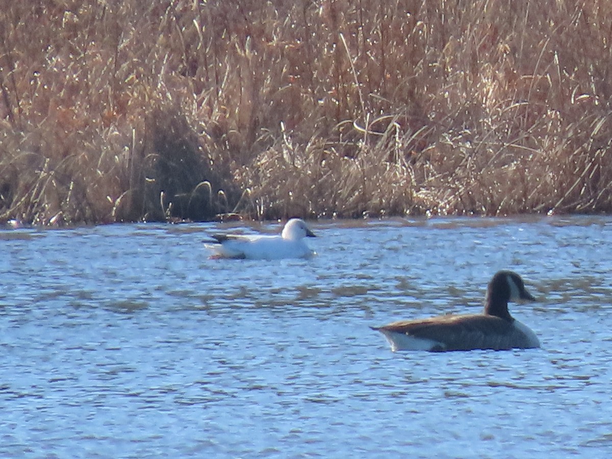 Ross's Goose - ML646080868
